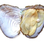 oyster growth pearl