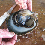 finding_a_pearl_in_the_black_lip_oyster002
