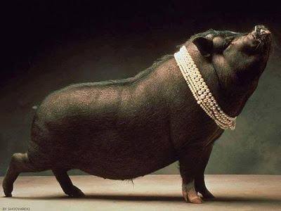 Pearls Before Swine – a very proud piggy.