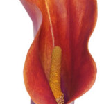 coral-orange-lily